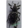 Stephanocleonus hollbergii (Fahraeus, 1842) Komośnik siwy